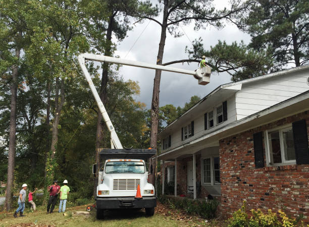 Reliable Woodmere, LA Tree Services Solutions