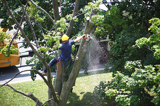 How Our Tree Care Process Works  in  Woodmere, LA